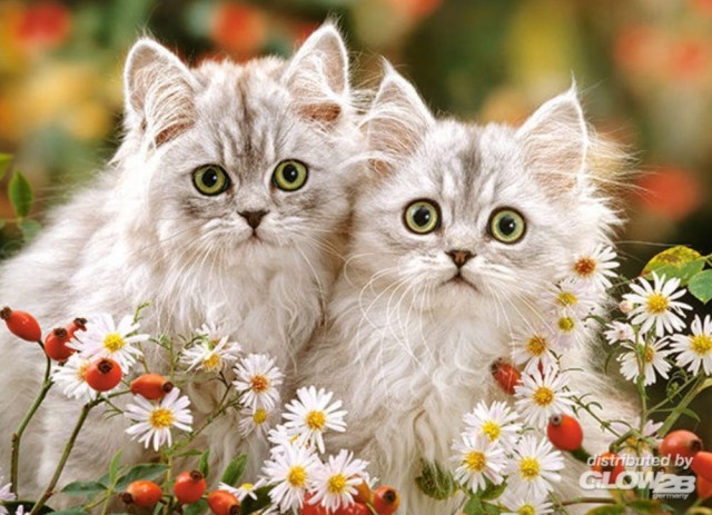Castorland Persian Kittens 200 Brikker